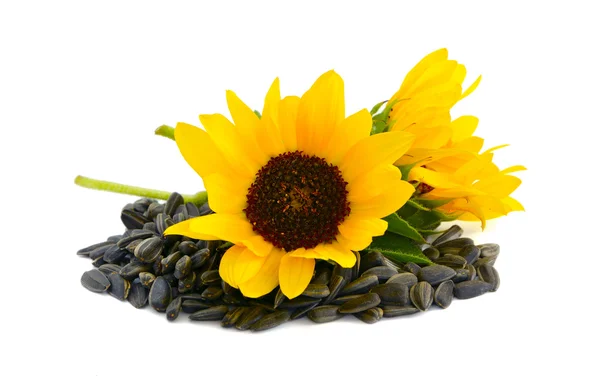Dekorative Sonnenblumen mit Samen. — Stockfoto