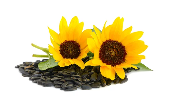 Dekorative Sonnenblumen mit Samen. — Stockfoto