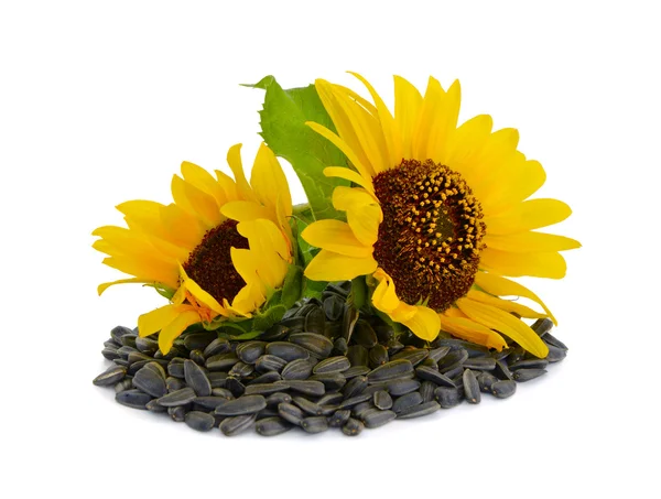 Dekorasi bunga matahari dengan biji . — Stok Foto