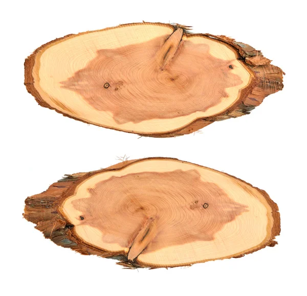 リング木の白い背景の上のトランク. — ストック写真