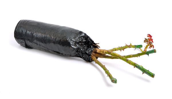 Rose seedling isolated on white background