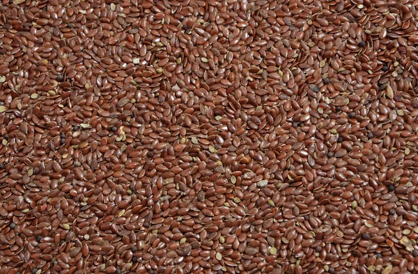 Linum seed. — Stock Photo, Image