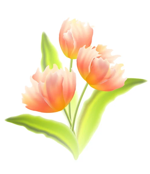 Boeket tulpen geïsoleerd. — Stockvector