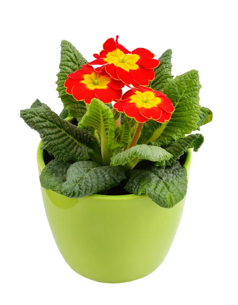 Prímula vermelha em um vaso de flores — Fotografia de Stock