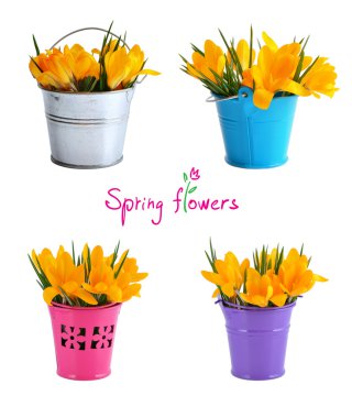 küçük bir kova içinde sarı çiğdemler