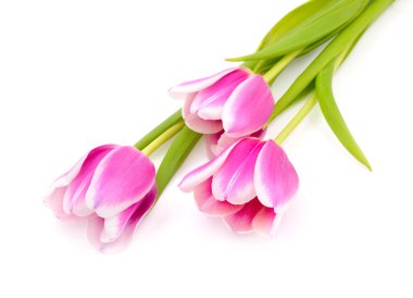 Beyaz arka planda izole edilmiş pembe laleler..