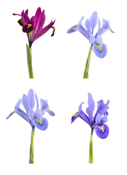 Iris (iridodictyum) geïsoleerd op witte achtergrond. — Stockfoto