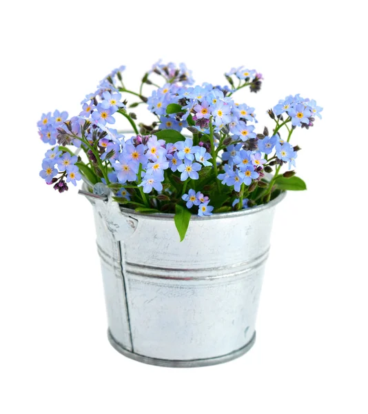 Forget-me-not isolated — Stock Photo, Image