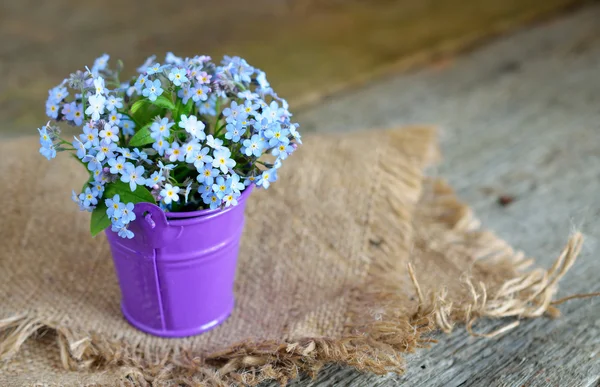 Forget-me-not — Stockfoto