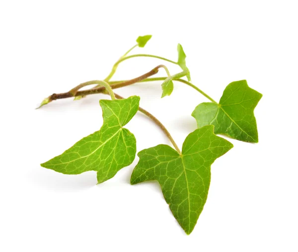 Hedera isoliert — Stockfoto