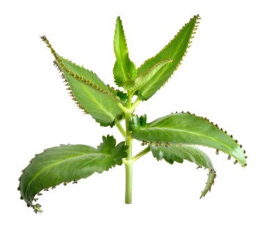 kalanşoy daigremontiana