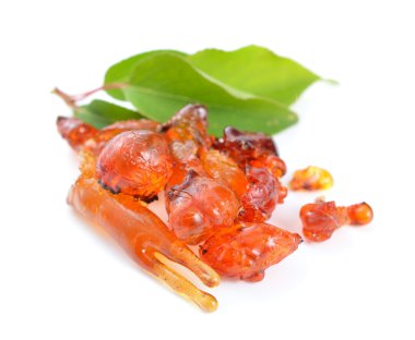 Kayısı ağacı doğal sakız.