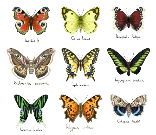 Butterflys. Akvarel imitace. — Stock fotografie