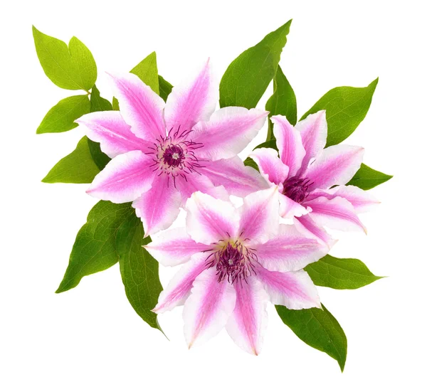 Clematis isolated. — Stock Photo, Image