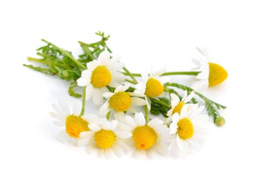 Beyaz arkaplanda papatya çayı izole edildi.