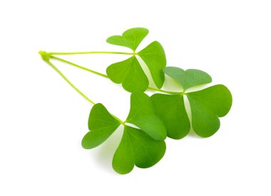 ahşap kuzukulağı leawes