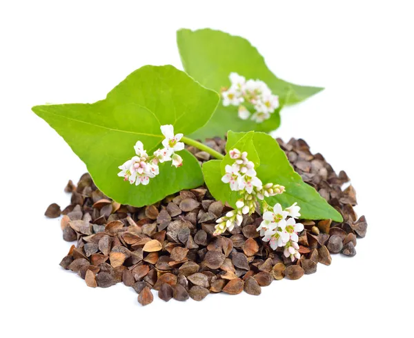 Buckwheat with flowers isolated. — Stock Photo, Image