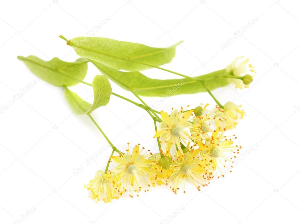 Linden flowers isolated.