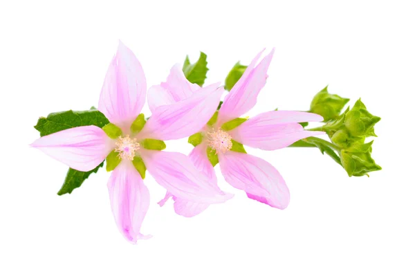 Flores Althaea (género) aislado sobre fondo blanco . —  Fotos de Stock