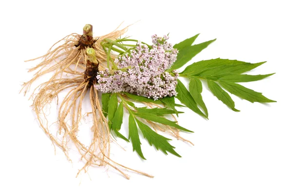 Valeriana isolada . — Fotografia de Stock