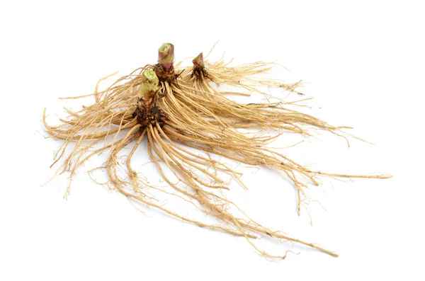 Valeriana root isolated. — Stock Photo, Image