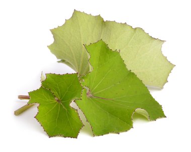 izole coltsfoot leawes.