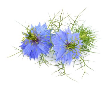 Nigella sativa