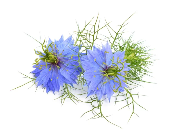 Nigella sativa — Stock Photo, Image