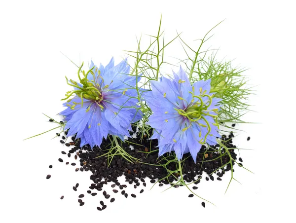 Nigella sativa — Stock Photo, Image