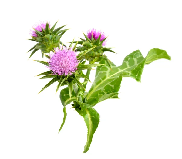 Milk thistle — Stock Photo, Image