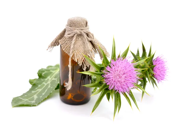 Milk thistle — Stock Photo, Image