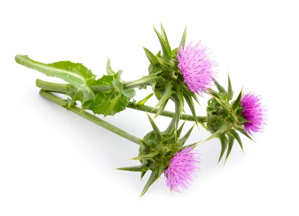 Milk thistle — Stock Photo, Image