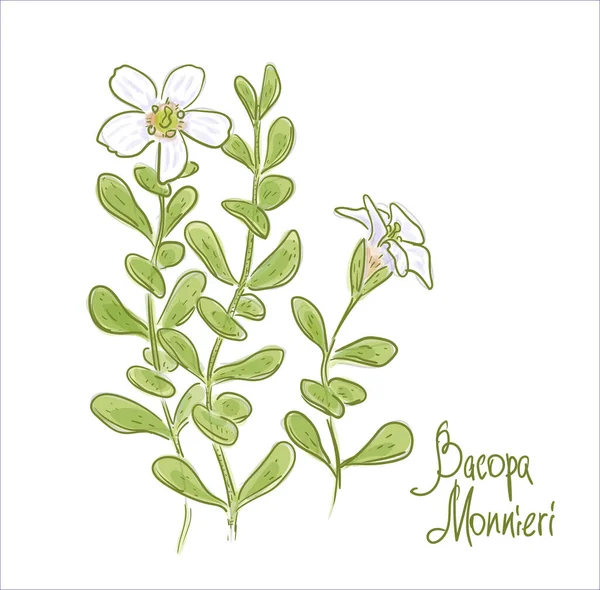 Bacopa Monnieri Water Hyssop Waterhyssop Brahmi Thyme Leafed Gratiola Herb — Stock Vector