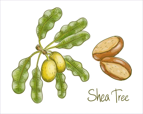 Vitellaria Paradoxa Nebo Shea Tree Shi Tree Vektorová Ilustrace — Stockový vektor