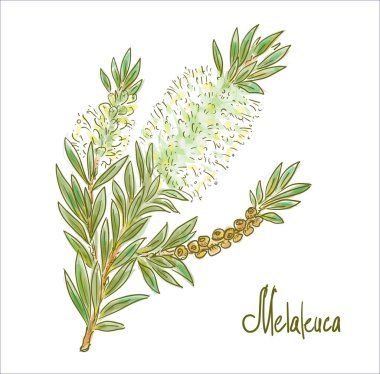 Melaleuca or paperbarks, honey-myrtles or tea-trees. Vector illustration. clipart