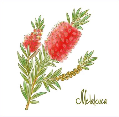 Melaleuca ya da kağıt kabukları, bal-mersin ya da çay ağaçları. Vektör illüstrasyonu.