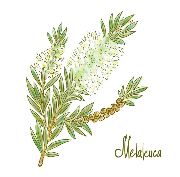 Melaleuca Cortezas Papel Mirtos Miel Árboles Ilustración Vectorial — Vector de stock