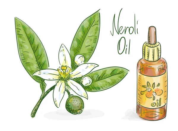 Neroli Olja Bittra Apelsinblad Blommor Och Grön Frukt Vektorillustration — Stock vektor