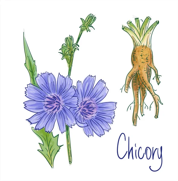 Chicorée Commune Cichorium Intybus Illustration Vectorielle — Image vectorielle