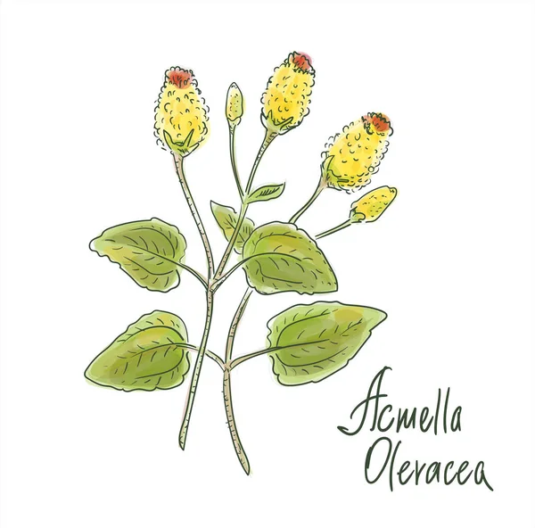 Acmella Fabacea Общие Названия Включают Зубную Боль Растение Паракресс Кнопки — стоковый вектор