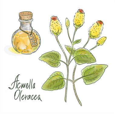 Acmella oleracea. Yaygın isimler arasında diş ağrısı bitkisi, paraşüt, Sichuan düğmeleri, vızıltı düğmeleri, karıncalanma çiçekleri ve elektrikli papatya temsilciliği yer alıyor.
