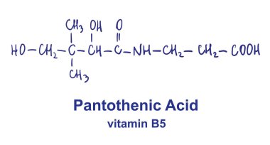 Pantotenik asit kimyasal yapısı. Vektör illüstrasyonu El çizimi