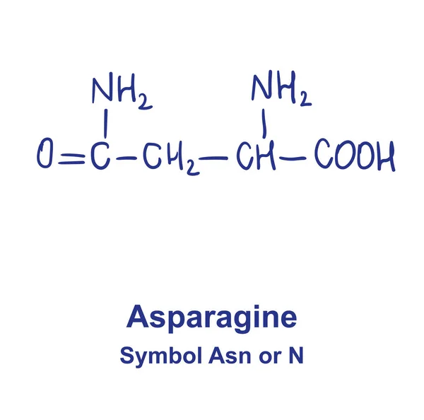 Estructura química de la asparagina. Ilustración vectorial Dibujado a mano — Vector de stock