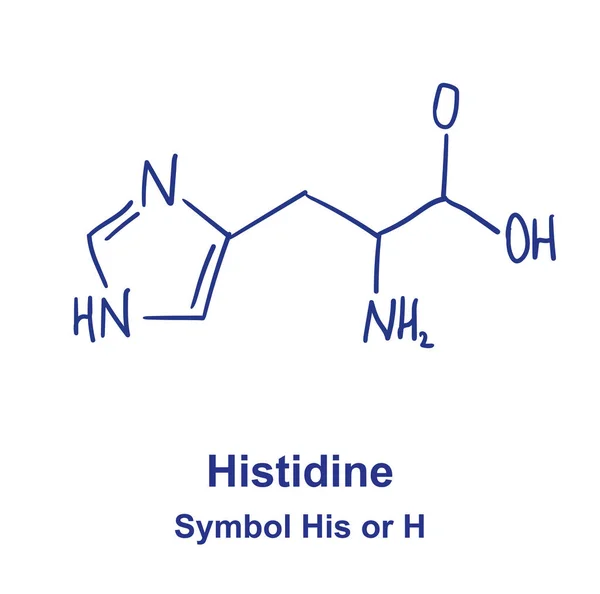 Estrutura química da histidina. Ilustração vetorial Desenho à mão — Vetor de Stock