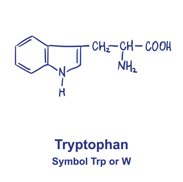 Estructura química del triptófano. Ilustración vectorial Dibujado a mano. — Vector de stock