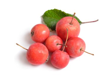 Malus baccata yaygın adlarıyla bilinen Sibirya yengeç elma, Sibirya yengeç, Mançurya yengeç elma ve Çin yengeç elma. Izole