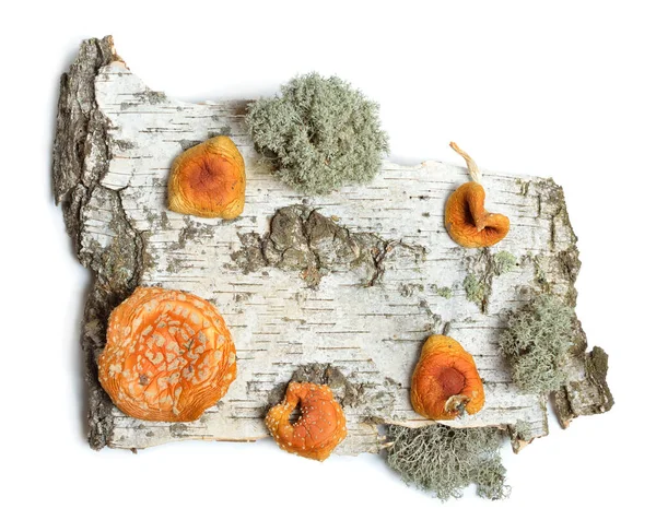 Lados Dianteiros Pedaço Casca Vidoeiro Com Amanita Muscaria Seca Isolado — Fotografia de Stock