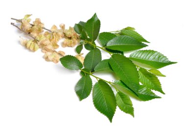 Karaağaç, Ulmus glabra yaprakları ve tohumları. İzole edilmiş.
