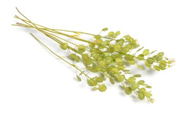 Thlaspi Arvense, bilinen adıyla Field Pennycress. Beyazda izole edilmiş.