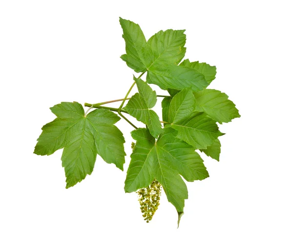 Acer Pseudoplatanus Known Sycamore British Isles Sycamore Maple Flowering Branch — Stok fotoğraf